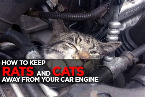 How to Get Cat Out of Car Engine: A Symphony of Chaos and Curiosity