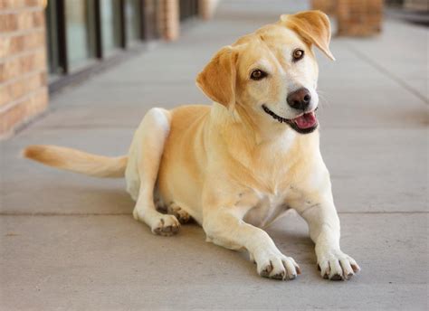  Rex, The Cop Dog :  A Tail-Wagging Adventure Filled With Canine Heroism and Detective Thrills!